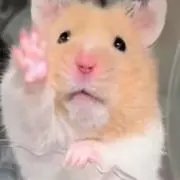 たんたかの画像
