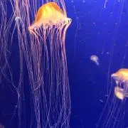 みみみみの画像
