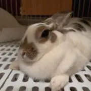 りん※プロフ必読の画像