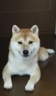 ｍｒ福助