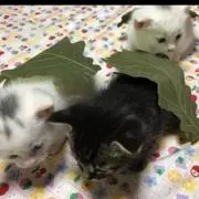 S。