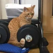 ハムロック