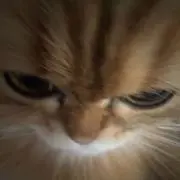 ガリガリのおデブの画像