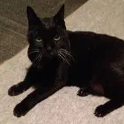 黒猫パンの画像