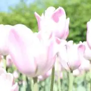 ぁーの画像