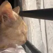みいこ