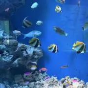 aipen.の画像