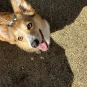 まっぴの画像
