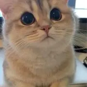 ちゆの画像
