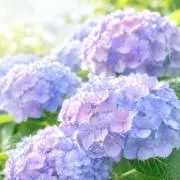 のぞみの画像