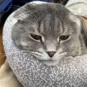 モカ
