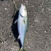オニヤンマQ