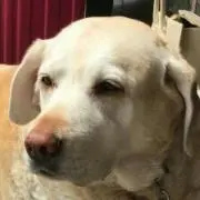 らヴらどるの画像