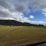 わかめ