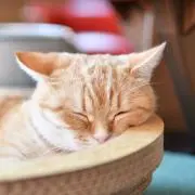 たくろー