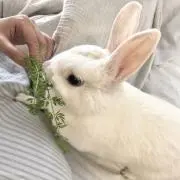 こっちゃんの画像