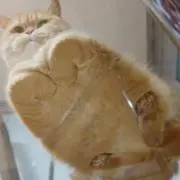 しのの画像