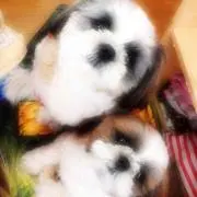 はっくん