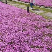 わかばの画像
