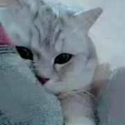 きらら