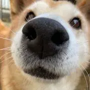 Dの画像