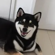 ふじこと