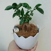 kayna