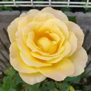 Honey Bouquetの画像