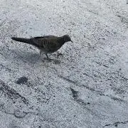 ももの画像
