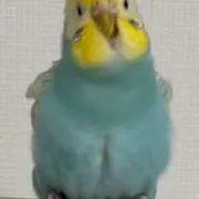 ぽぽの助