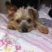 のんのん