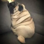 ペッパーの画像
