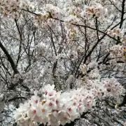 しーたん