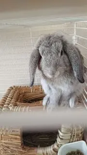 灰兎