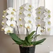miiiko