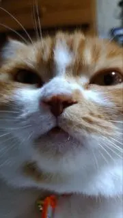 ネコ飼ってますの画像