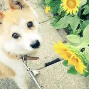 かすてーらの画像