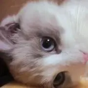 しき