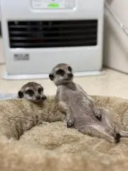 みたらしの画像