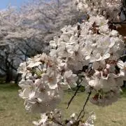 トラン