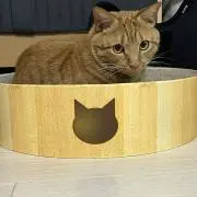 こじゅろーさんの画像