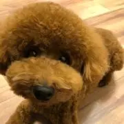 Mocolitaの画像