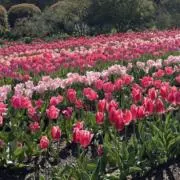 c♡プロフ必読♡の画像
