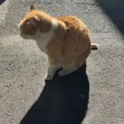 tio
