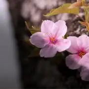 やま