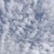 あらの画像