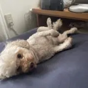 となりのトロロの画像