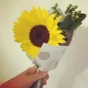 Pimpiの画像