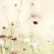 おーちゃん(おまとめで送料分値下げ)の画像