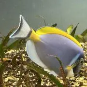 はなの画像